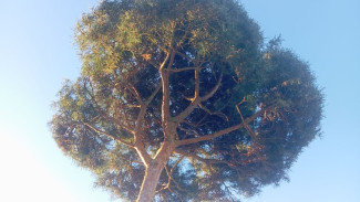 Самарский облсуд запретил изъятие 12 гектаров из охранной зоны «Древостоя дуба»