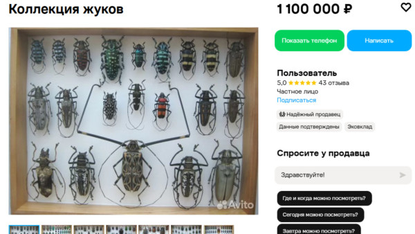 В Самарской области продают коллекцию жуков за 1,1 млн рублей