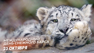 23 октября — Международный день снежного барса: интересные факты об одном из самых редких и красивых представителей семейства кошачьих 