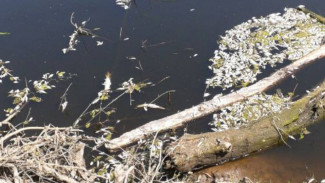 Экологическое ЧП под Самарой: берег реки Татьянка усеян мертвой рыбой