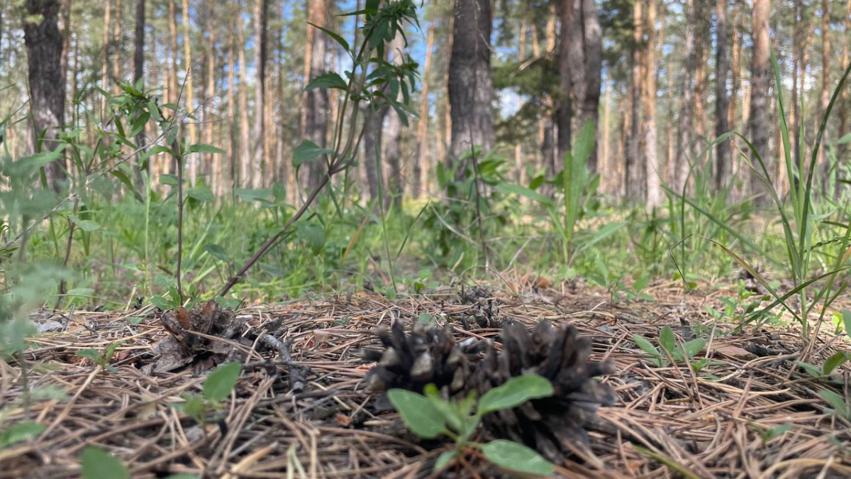 В Самарской области запретили посещать леса с 27 мая по 16 июня – Новости  Самары и Самарской области – ГТРК Самара