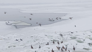 Стало известно, где самый тонкий лёд на Волге в Самарской области