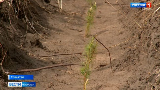 В Самарской области продолжают восстанавливать лес,  пострадавший от пожара 