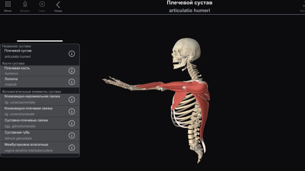 В Самаре создали модуль для изучения ЗD-анатомии в движении