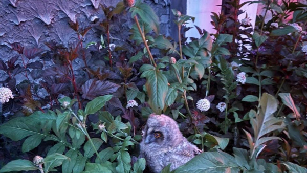 В Самаре жители Просек не могли понять, что за звуки мешают им спать 