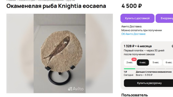 Самарцам продают окаменелую рыбу Knightia eocaena из США