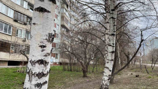 Внимание аллергиков: в Самарской области начала цвести берёза