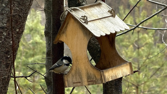 Стали известны сроки реконструкции парков Щорса и Воронежские озера в Самаре