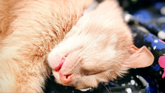 Високосные приметы: 5 февраля. Один сон на Агафьев день изменит удачно судьбу каждого