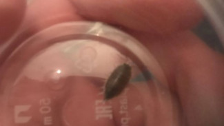 Прокуратура проверит сообщения об антисанитарии в самарском колледже 