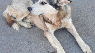 В Самаре предложили штрафовать хозяев за собачьи экскременты