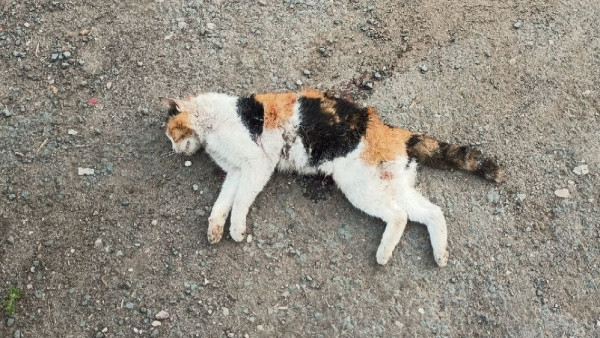 В Тольятти по ночам орудует стая агрессивных собак