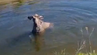 Под Самарой огромный лесной житель угодил в оросительный канал