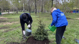 В Самаре в Парке Победы высадили ели и каштаны и развернули символ Славы  