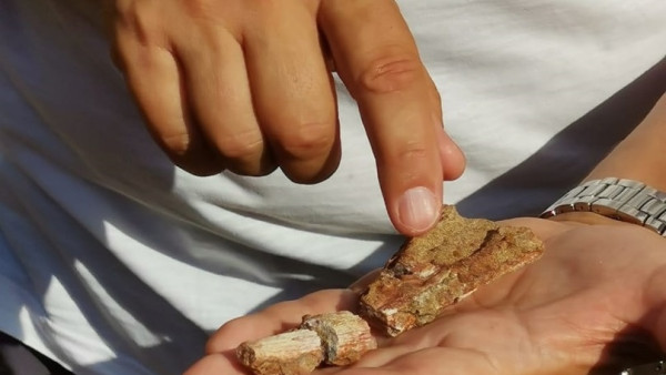 Самарские палеонтологи обнаружили в Оренбуржье череп предка лягушки и следы древних монстров