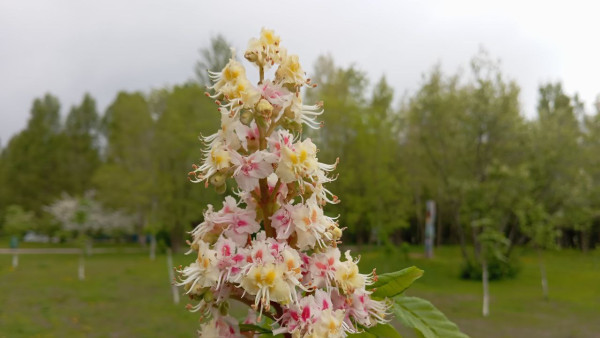 В Самаре на улице Ульяновской спилили каштаны
