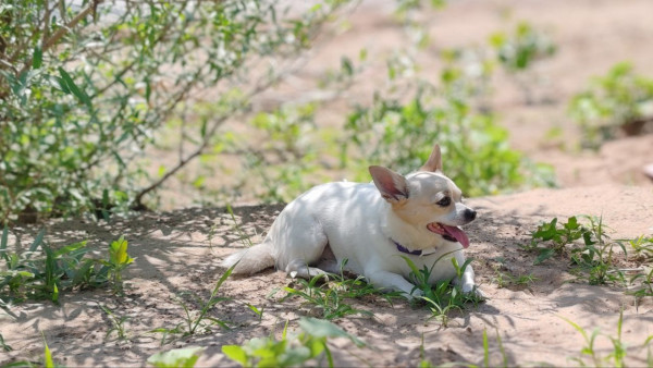 Самарцам рассказали о поддержке питомцев в аномальную жару
