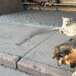 Собаки разодрали домашнего пса в центре Самары