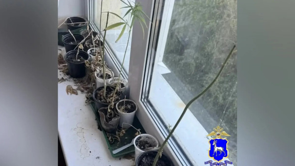 Житель Самары выращивал в квартире и на даче коноплю — мужчину задержали 