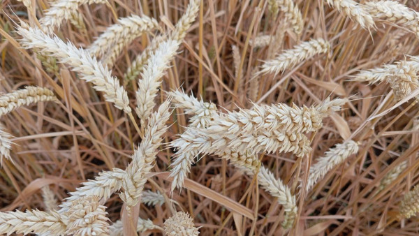 Почти 650 тыс тонн самарского зерна проверил Россельхознадзор