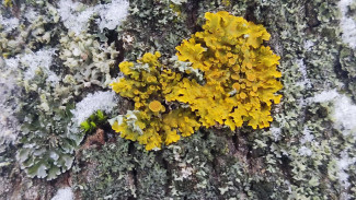 В Жигулёвском заповеднике обнаружили необычные цветные пятна на деревьях