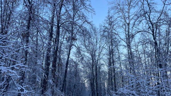 Самарские городские леса очистят от накопившегося мусора