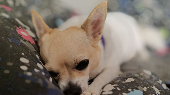 Самарцам рассказали, какие новогодние блюда категорически нельзя давать животным