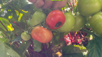 Садовод Коронина назвала 3 главные причины из-за которых помидоры гниют на кустах