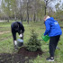 В Самаре в Парке Победы высадили ели и каштаны и развернули символ Славы  