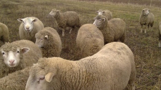 Очаг неизлечимого эпидидимита приблизился к Самаре на 100 километров