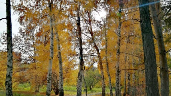 Синоптики рассказали, сколько продлится бабье лето в Самаре