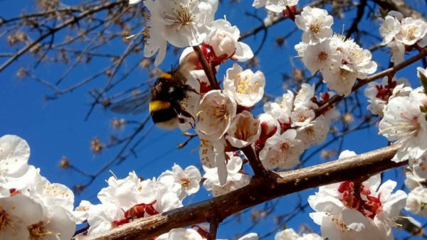Что нельзя делать 10 октября - в день Савватия-пчеловода