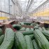 Врач-хирург А. Умнов назвал самарцам топ-продуктов августа