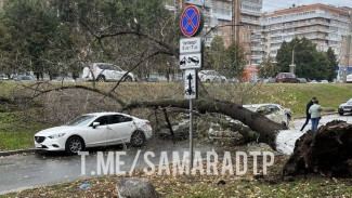 Вырвало с корнем: в Самаре огромное дерево рухнуло на легковушки посреди проезжей части