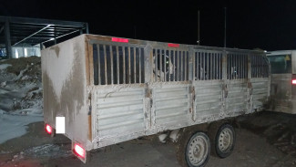 Россельхознадзор предотвратил нелегальный вывоз 12 собак за границу