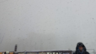 Глава СК РФ заинтересовался звериным крематорием в Самаре