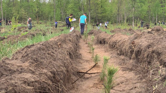 В Самарской области хотят высадить более 20 тысяч деревьев