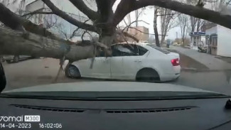 Падение огромного дерева на машину с людьми попало на видео в Самаре 