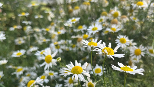 Самарскую область накроет пыльцевая буря с 8 августа  