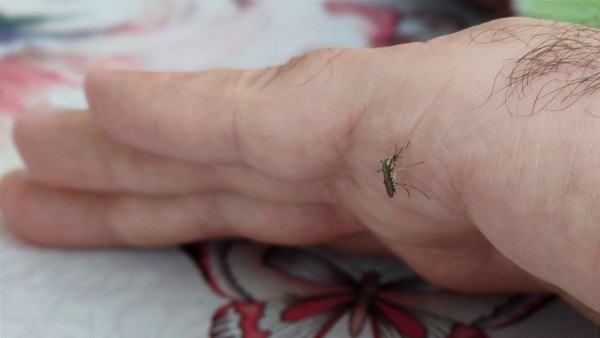 На Самарскую область надвигается кровожадная пищащая орда