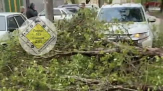 В Самаре на улице Краснодонской на проезжую часть упало дерево 