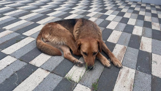 В Самарской области запретили кормить бездомных животных на набережных