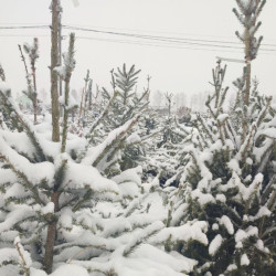 Стало известно, когда в Самаре откроются елочные базары