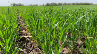 Урожай озимой пшеницы в Самарской области прогнозируется ниже прошлогоднего