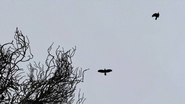 22 ноября в результате атаки БПЛА на Самарскую область погибло два человека