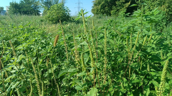 Сезон аллергии на ольху начался в Самарской области