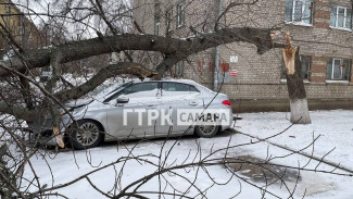 Последствия ночного урагана 14 декабря: в Самаре дерево протаранило автомобиль