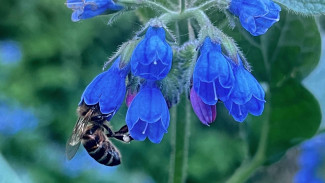 В пяти районах Самарской области незаконно применяли пестициды