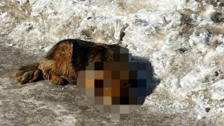 На глазах у детей перерезали горло собаки: в Самарской области будут судить живодёров
