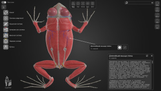 Самарская 3D-«Лягушка» заменит реальных животных на уроках анатомии